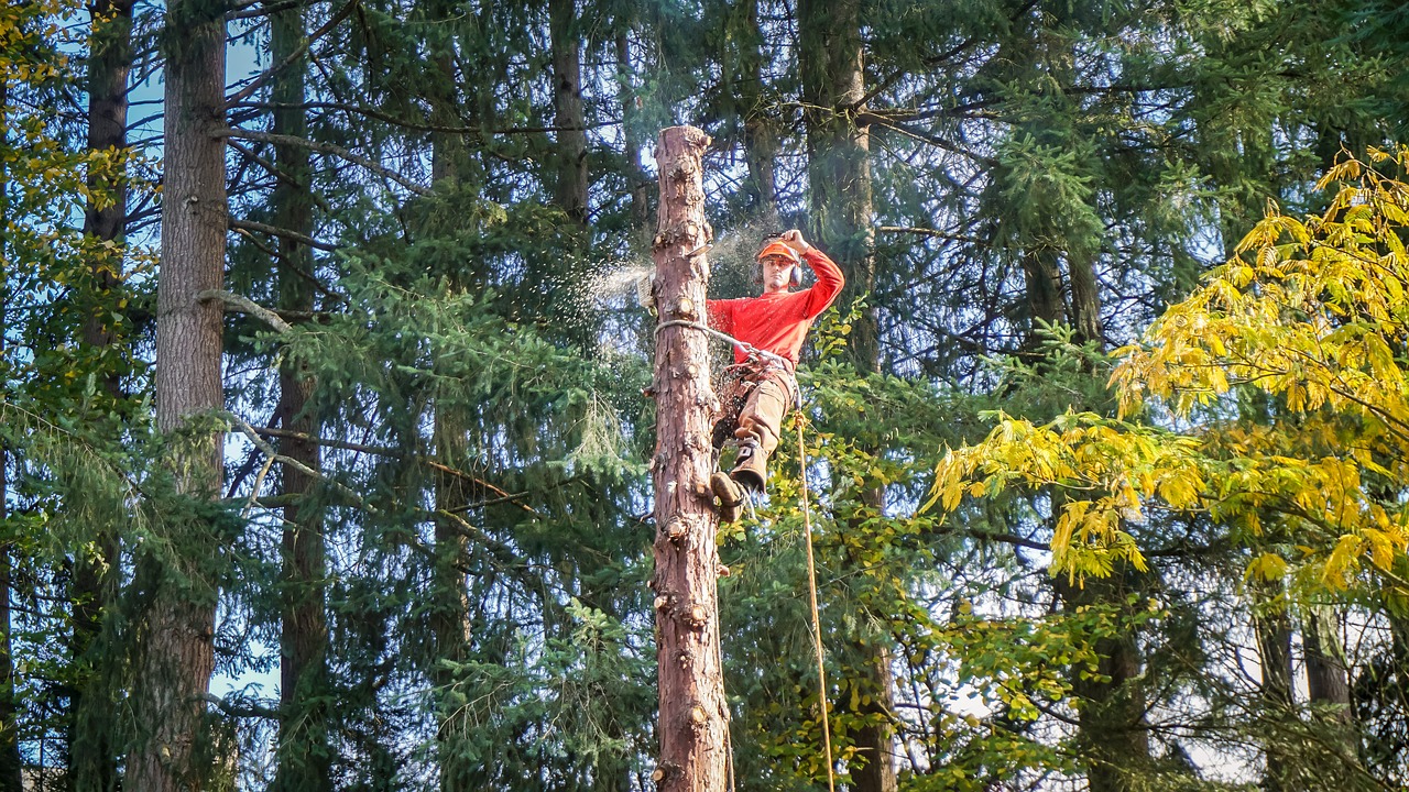 Working With A Tree Service Frisco